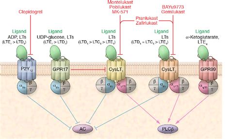 Figure 2 from Leukotriene receptors as potential therapeutic targets ...