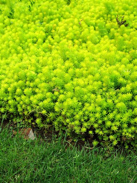 Lemon Coral Sedum. Evergreen with a very nice look. Good for ground ...