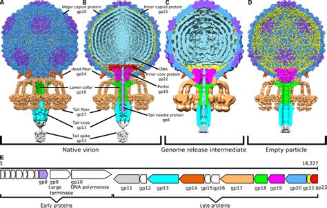 Virion and genome organization of phage P68. (A and B) Structures of ...