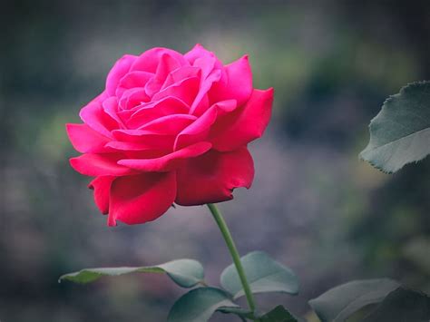 88+ Wallpaper Pink Rose Flower Pictures - MyWeb