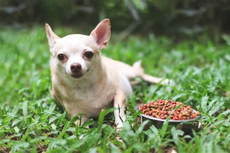 How To Create The Perfect Chihuahua Feeding Chart