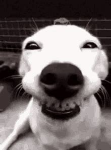 Smiling Dog Meme Dog Smiling Meme GIF – Smiling Dog Meme Smiling Dog ...