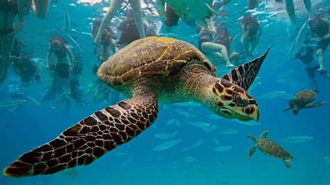 Sea Turtle Wallpaper Backgrounds (55+ images)