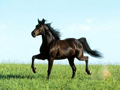 Yili Horse Information, Origin, History, Pictures