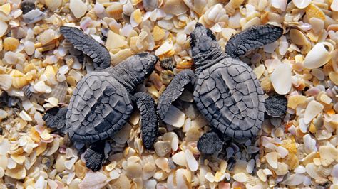 Baby Turtle Wallpaper - WallpaperSafari