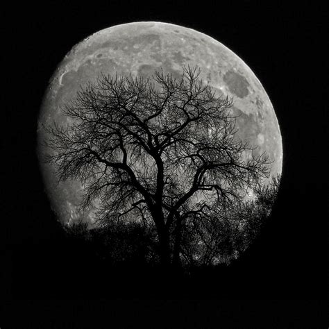 Tree Silhouette on Moon Photograph by Ernie Echols - Fine Art America