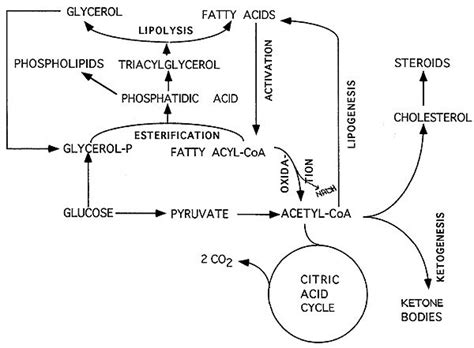 Pin on biochemistry