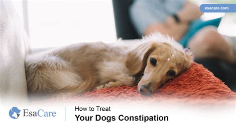 How to Treat Your Dog's Constipation - ESA Care