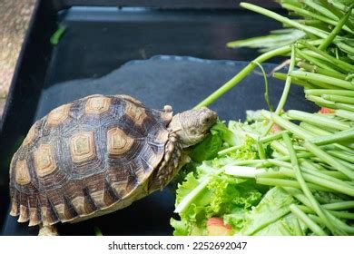 2,422 Turtle Eats Vegetables Images, Stock Photos, 3D objects ...