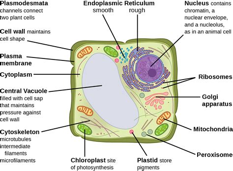 Biology 2e, The Cell, Cell Structure, Eukaryotic Cells | INFOhio Open Space