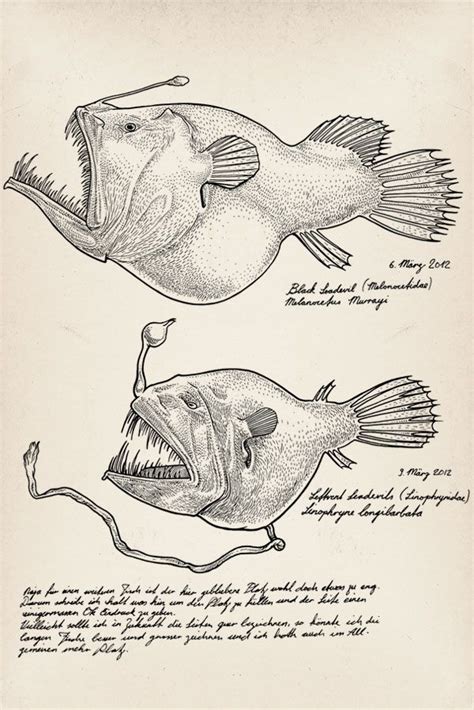 Angler Fish Scientific Illustration