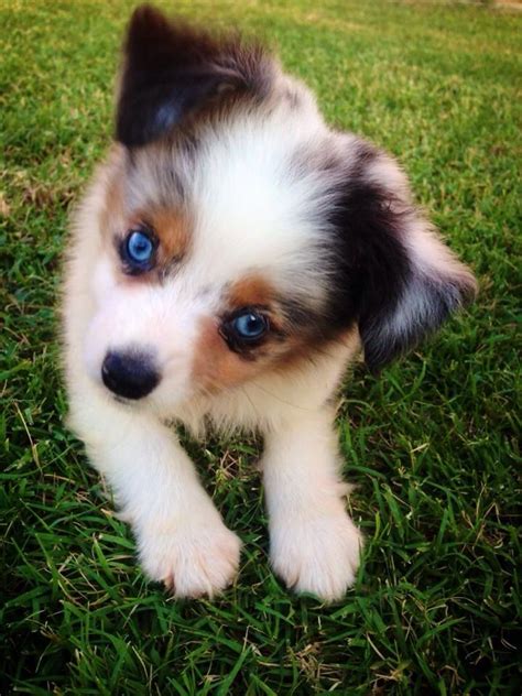 mini australian shepherd puppy blue eyes - Tosha Houck