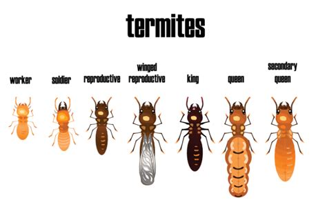 Termites – Red Rock Pest Control