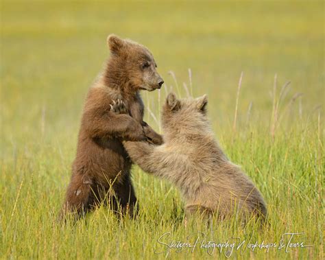 Baby bears play in the grass - Shetzers Photography