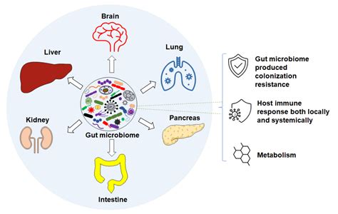 Microorganisms | Free Full-Text | Consideration of Gut Microbiome in ...