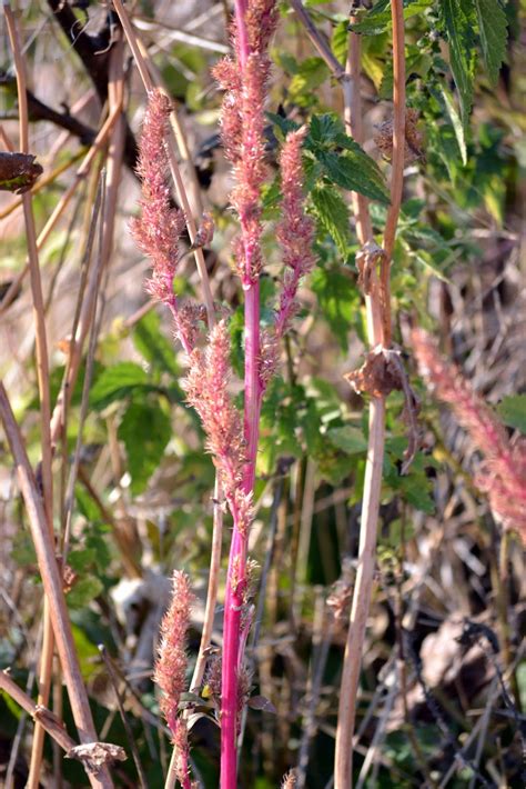 BIOMONCAYO: Amaranthus sp (Amaranto II)