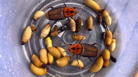 Catching Palm worm. #insectscambokh #insects #palmworm. - YouTube