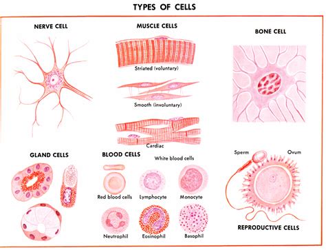 Cell Biology – Cells, Tissues, Organs & Systems | Fascinating Animals