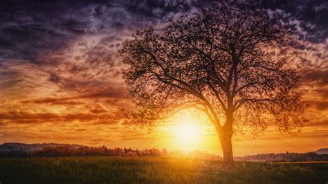 Sunset Nature Trees, HD Nature, 4k Wallpapers, Images, Backgrounds ...