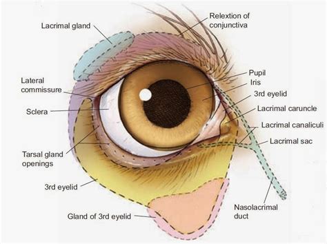 Eye Opener: Anatomy - Ocular Adnexa