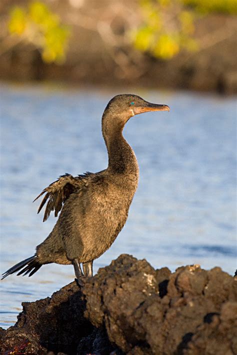 Flightless Cormorant (Phalacrocorax harrisi)