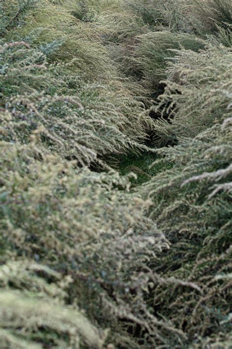 Mugwort Dream Pillow Fragrant Wild Artemisia Intuition | Etsy