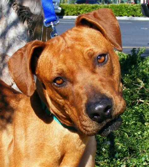 Rhodesian ridgeback mix Rosie – Orange County Register