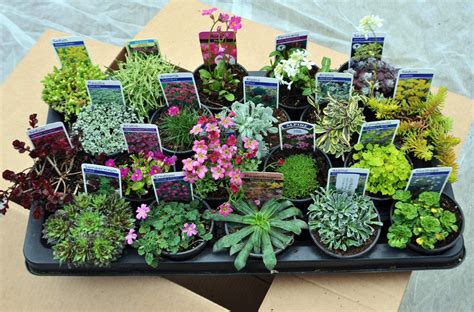 20 Different Alpine Rockery Plants in 9c- Buy Online in Colombia at ...