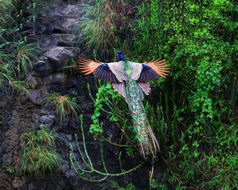 How Peacocks Look In Mid-Flight (9 Pics) | Bored Panda