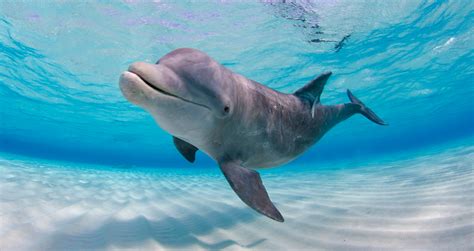 Why do dolphins breathe air but live in water? - Rankiing Wiki : Facts ...