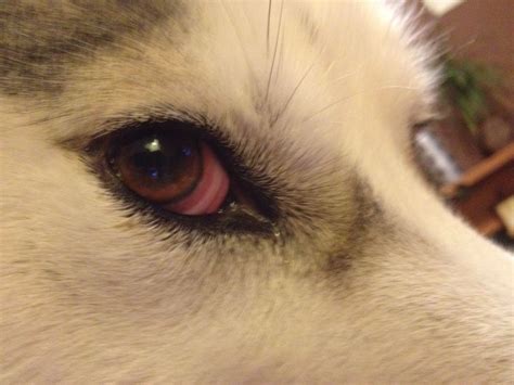 How Do You Cure Pink Eye In Dogs