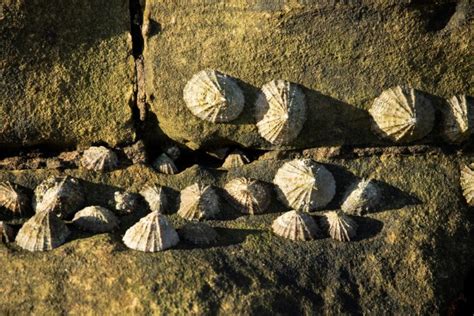 Common Limpet - Facts, Habitat, Diet, Conservation, & More - American ...