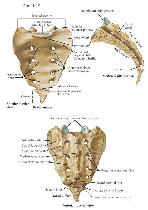 ANATOMY OF THE THORACOLUMBAR AND SACRAL SPINE - pediagenosis