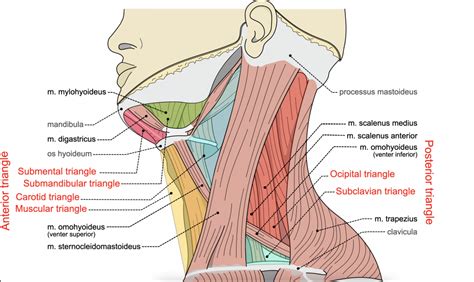 Module 24: Muscles and Triangles of the Neck – Anatomy 337 eReader