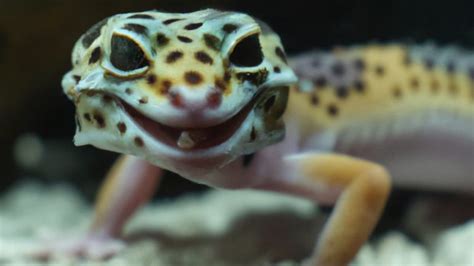 Leopard Gecko Tank Size (Ultimate Guide) | LeopardGeckoLand.com