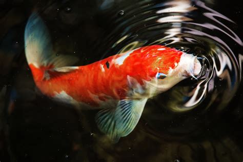 Koi Fish Wallpapers - Wallpaper Data