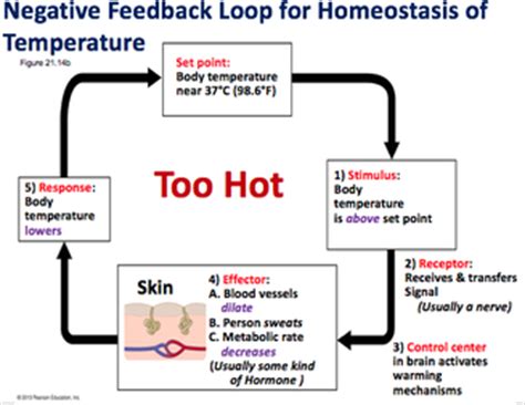 Bio11 - Lec25: Homeostasis & Digestive System - PROFESSOR ZANNIE ...