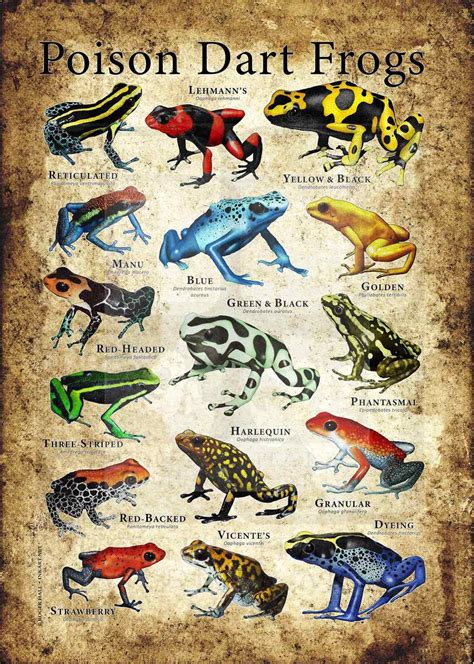 Poison Dart Frogs Poster Print