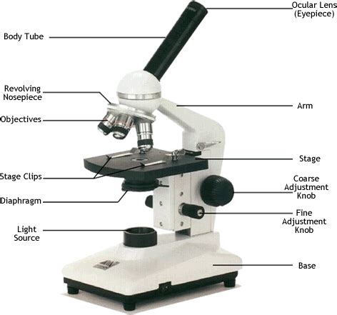 Compound Microscope Normal Adjustment - SantostaroRangel