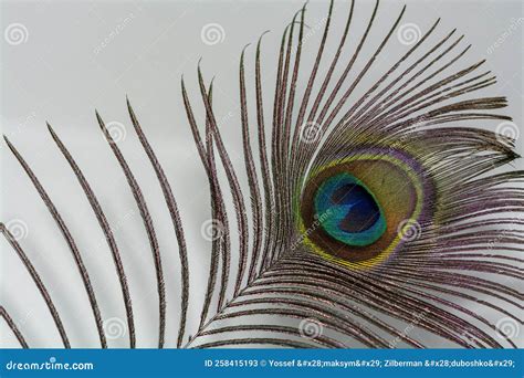 Peacock Feathers Close Up on White Soft Background. Carnival Festive ...