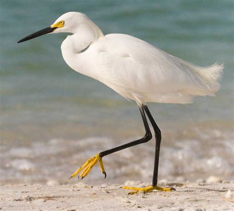 Snowy egret - Climate Adaptation Explorer