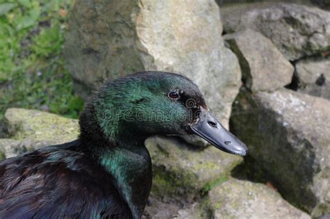 Black Duck Feathers with Purple, Green and Blue Iridescence. Stock ...