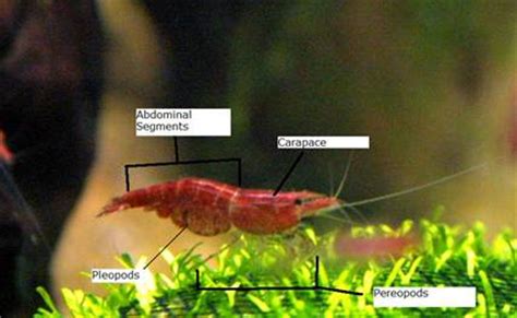 The External Anatomy of a Shrimp