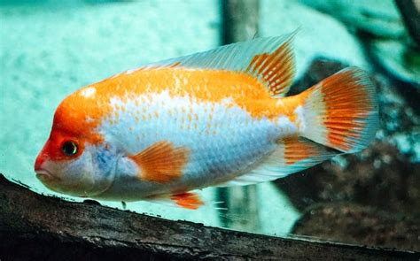 Midas Cichlid (Amphilophus Citrinellus): Ultimate Care Guide - Fish ...