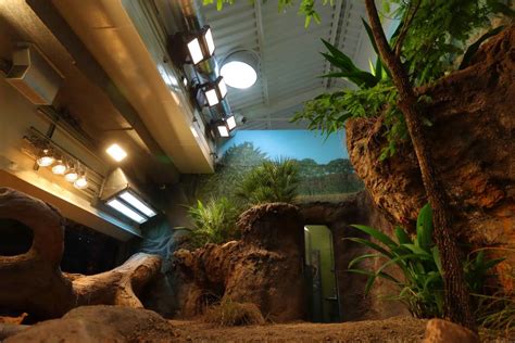 Seattle zoo’s enclosure lights create ideal Komodo habitat ...