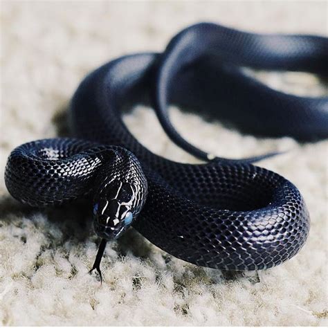 Pin by 덱 꼬 on Animais repteis | Mexican black kingsnake, Pet snake ...