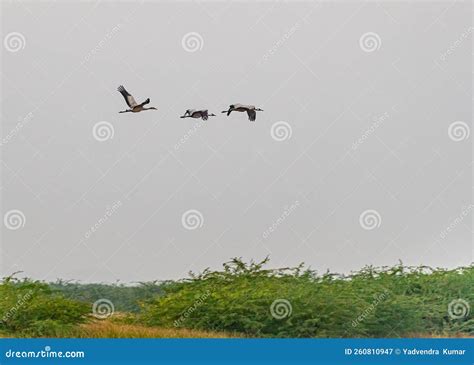 Three Common Crane flying stock image. Image of silhouette - 260810947