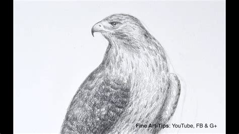 How to Draw a Falcon (Red-Tailed Hawk) - Narrated - YouTube