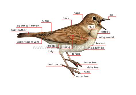 ANIMAL KINGDOM :: BIRDS :: BIRD :: MORPHOLOGY OF A BIRD [1] image ...