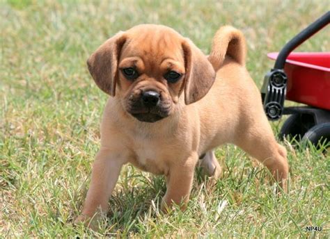 Puggle Puppies For Sale | Madison, MS #152599 | Petzlover